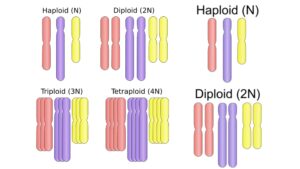 Haploid – Definition, Importance, Examples