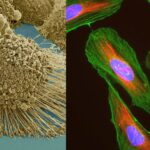 HeLa Cells - Definition, Characteristics, Significance, Applications