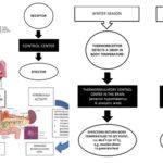 Homeostasis - Definition, Mechanism, Types, Importance, Examples