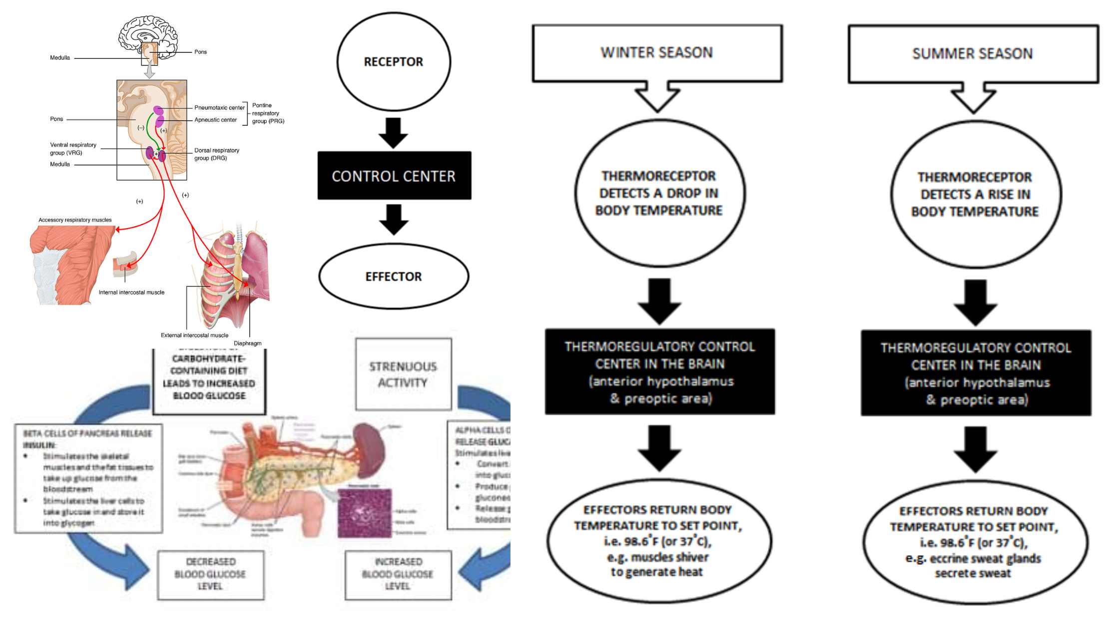 Homeostasis - Definition, Mechanism, Types, Importance, Examples