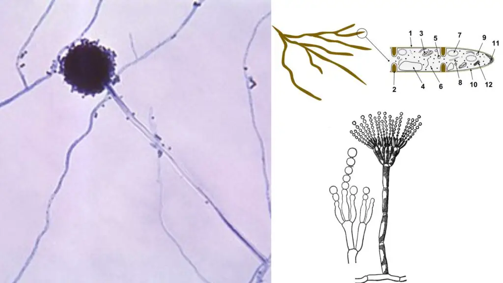 Hyphae - Definition, Types, Structure, Production, Functions, Examples ...