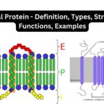 Integral Protein - Definition, Types, Structure, Functions, Examples