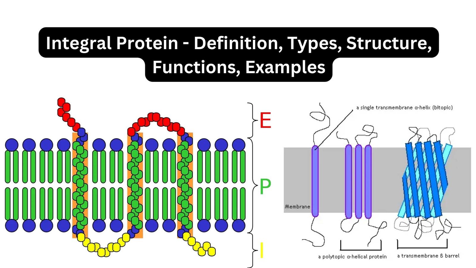 Integral Protein - Definition, Types, Structure, Functions, Examples