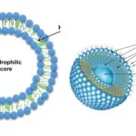 Liposome - Definition, Structure, Composition, Applications