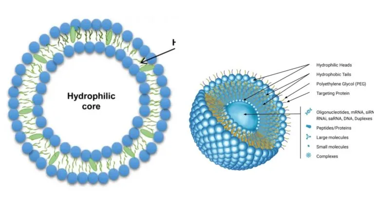 Liposome - Definition, Structure, Composition, Applications