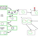 Lysogenic Cycle - Definition, Steps, Importance