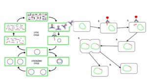 Lysogenic Cycle – Definition, Steps, Importance