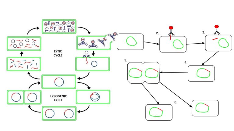 Lysogenic Cycle - Definition, Steps, Importance