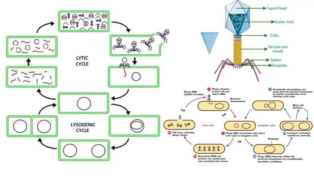 Lytic Cycle - Definition, Steps, Importance, Examples - Biology Notes ...