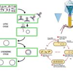 Lytic Cycle - Definition, Steps, Importance, Examples