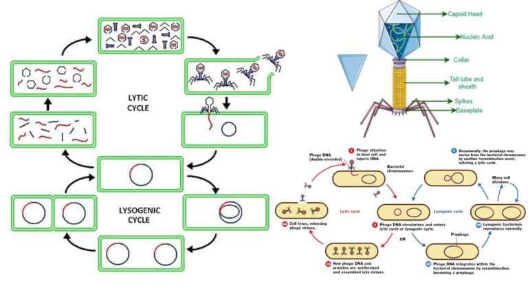 Lytic Cycle - Definition, Steps, Importance, Examples