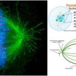 Prometaphase - Definition, Stages, Importance