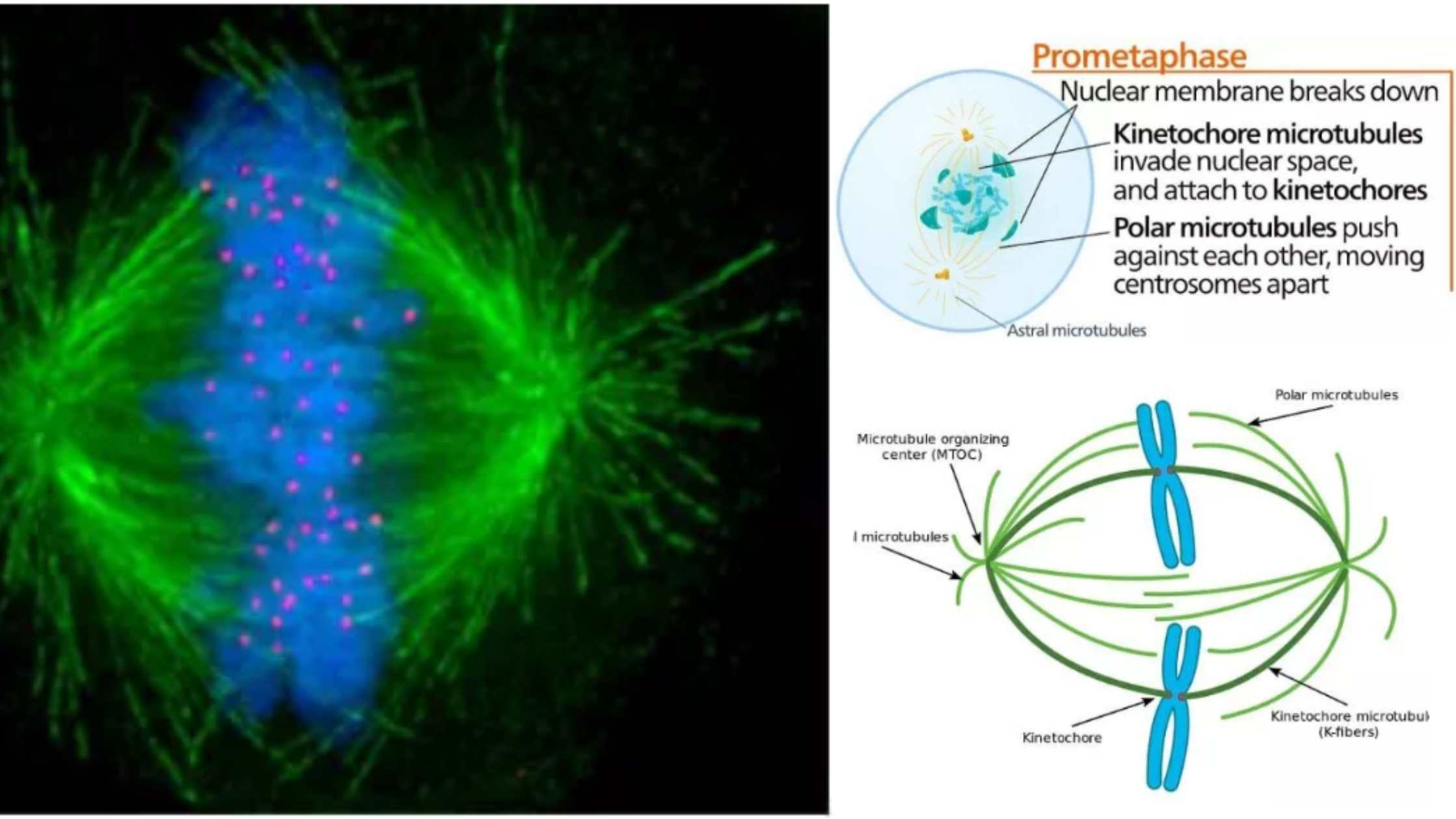 Prometaphase - Definition, Stages, Importance