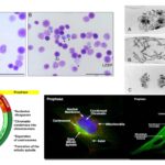 Prophase - Definition, Staining, Steps, Importance