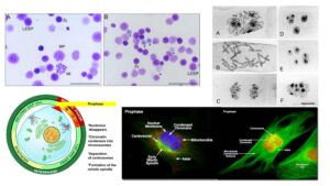 Prophase – Definition, Staining, Steps, Importance