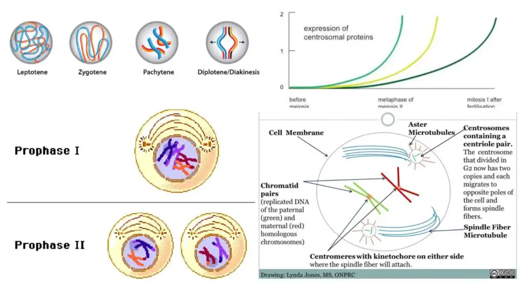 Prophase I - Definition, Stages, Importance - Biology Notes Online