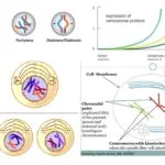 Prophase I - Definition, Stages, Importance