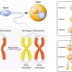 Prophase II - Definition, Stages, Importance