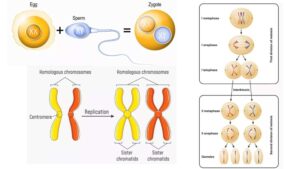 Prophase II – Definition, Stages, Importance