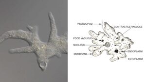 Pseudopod – Definition, Types, Formation, Functions, Examples