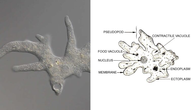 Endoplasmic Reticulum (ER) - Structure, Functions and Diagram - Biology ...