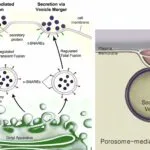 Secretion - Definition, Mechanism, Importance