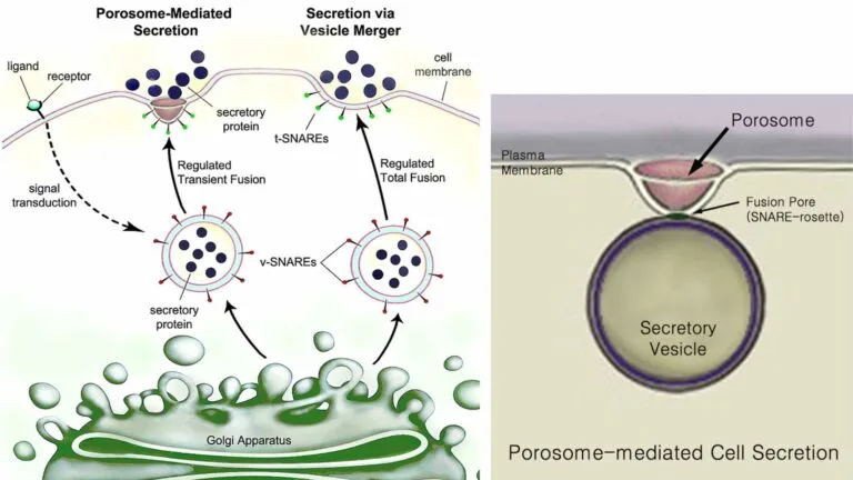 Secretion - Definition, Mechanism, Importance