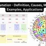 Silent Mutation - Definition, Causes, Mehcanism, Examples, Applications