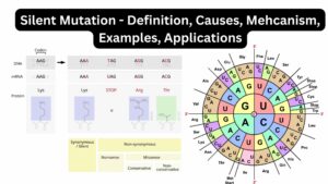 Silent Mutation – Definition, Causes, Mechanism, Examples, Applications