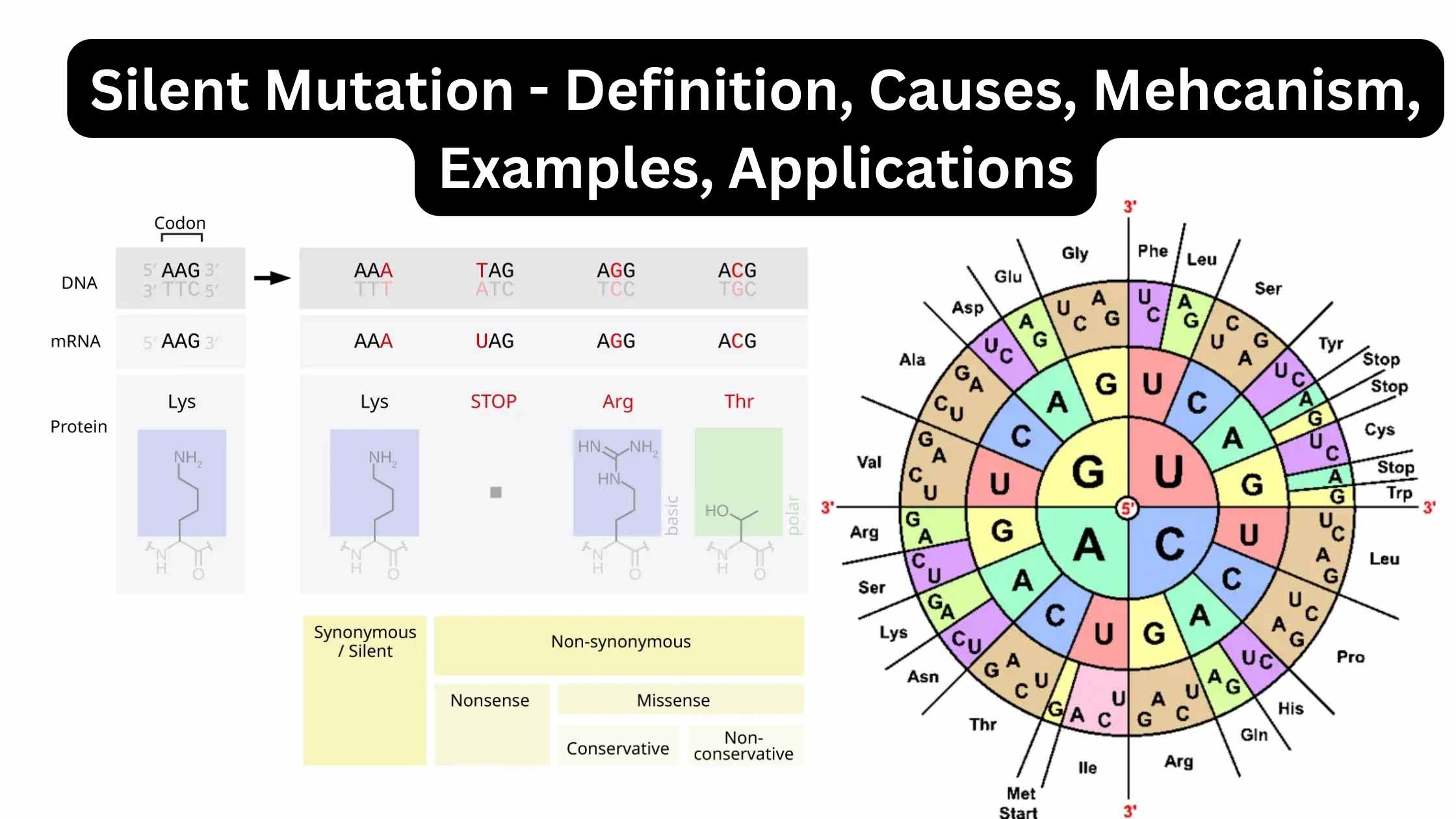 Silent Mutation - Definition, Causes, Mehcanism, Examples, Applications