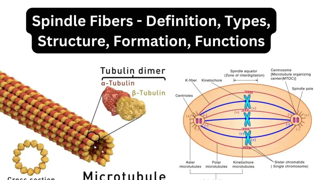 Spindle Fibers - Definition, Types, Structure, Formation, Functions ...