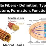 Spindle Fibers - Definition, Types, Structure, Formation, Functions