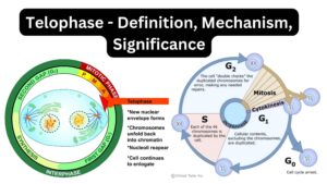 Telophase – Definition, Mechanism, Significance