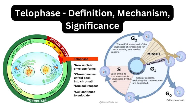 Telophase - Definition, Mechanism, Significance