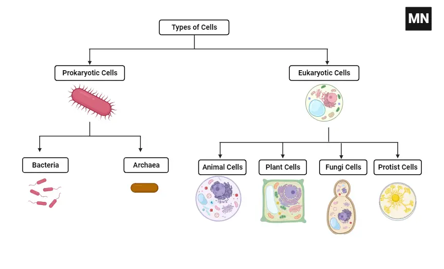 Types of Cells - Definition, Examples, Importance