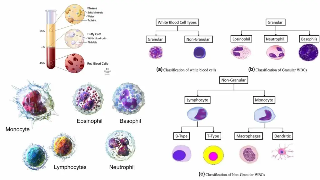 White Blood Cell (Leukocytes) - Definition, Types, Structure, Functions ...