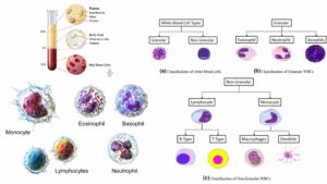 White Blood Cell (Leukocytes) – Definition, Types, Structure, Functions