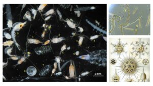 Zooplankton – Definition, Characteristics, Types, Importance