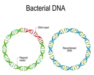 Recombinant DNA – Definition, Formation, Applications, Examples