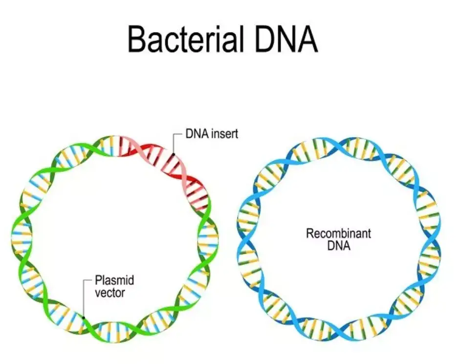 Recombinant DNA - Definition, Formation, Applications, Examples