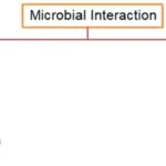 Microbial interaction - Definition, Types, Characteristics, Examples