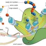 What is Gene Expression? - Definition, Stages, Importance