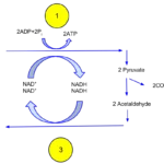 Alcohol Fermentation in Laboratory