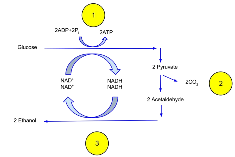 Alcohol Fermentation in Laboratory