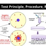Ames Test - Principle, Procedure, Result, Limitation, Applications