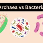 Archaea vs Bacteria - Definition, Difference, Examples