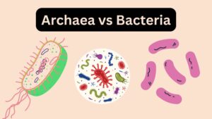 Archaea vs Bacteria – Definition, Difference, Examples