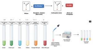 Benedict’s Test – Principle, Reagents, Procedure, Result, Limitation