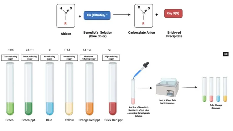 Benedict’s Test - Principle, Reagent Preparation, Procedure, Result, Limitation