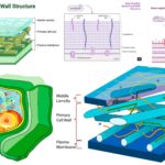 Cell Wall - Definition, Structure, Composition, Functions